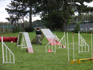 Westík Árčí není jenom mazlíček, ale i agility borec